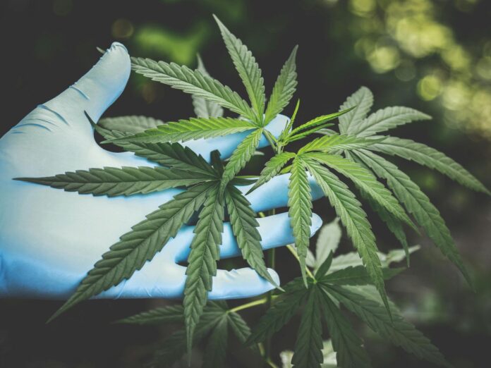 CCJ aprova PEC que criminaliza posse de qualquer quantidade de droga