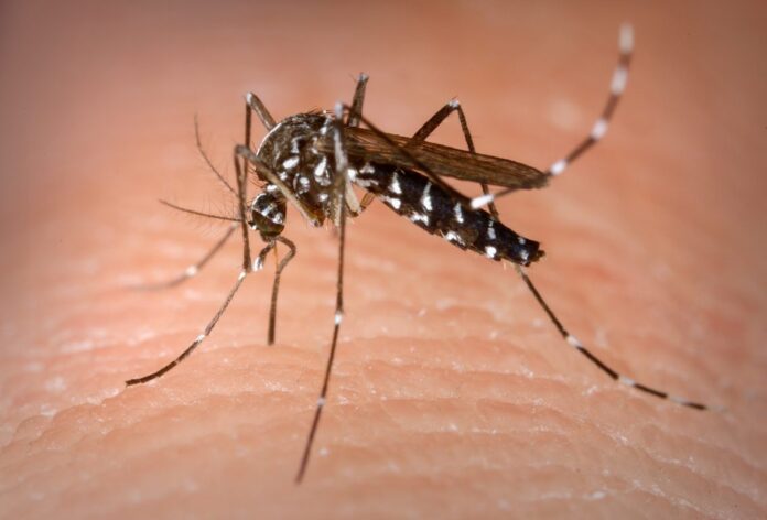 Estado ultrapassa 100 mil casos prováveis de dengue