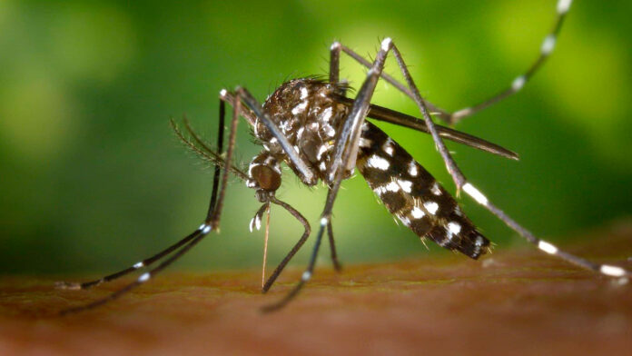 Mutirão de mobilização contra a dengue
