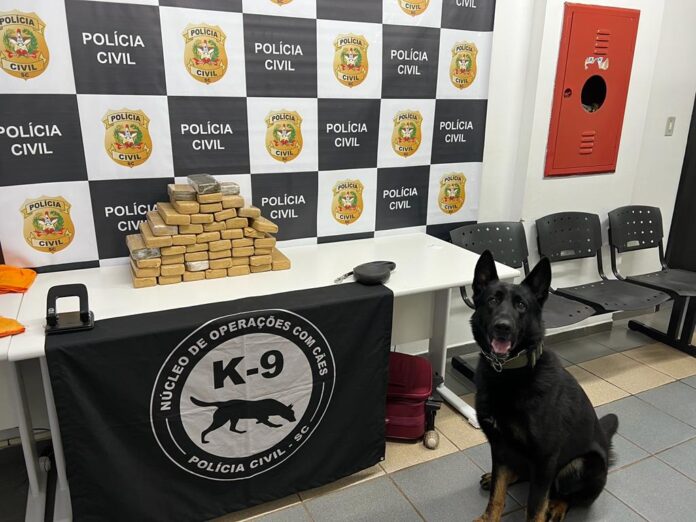 Polícia Civil: Núcleo de Operações com Cães deve ser instalado no primeiro semestre de 2025 em Pomerode.