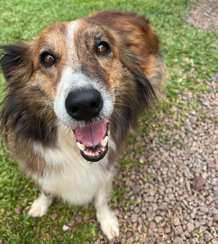 Timbó adere ao programa “Pet Levado a Sério” e receberá recursos do Estado para ações em prol dos animais