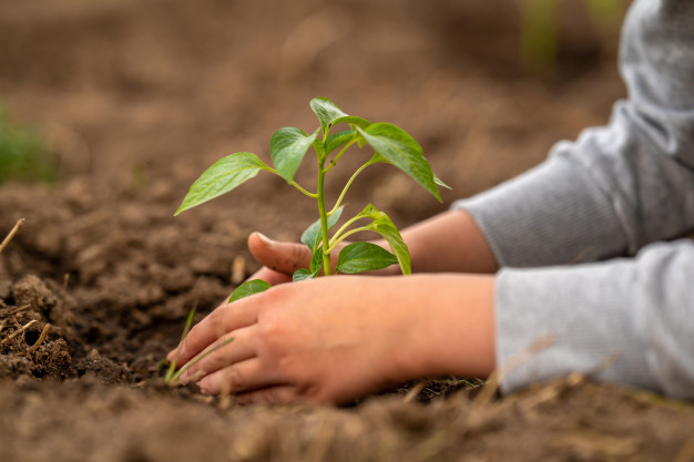 Prepare-se para a Campanha de Mudas Frutíferas 2025 em Rio dos Cedros!
