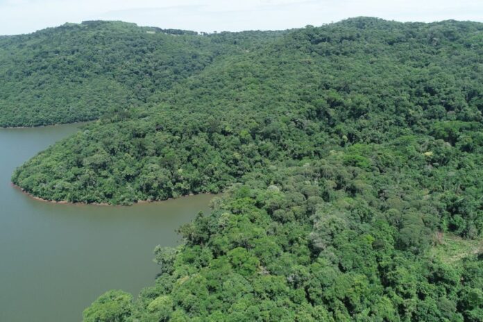 Santa Catarina lidera combate ao desmatamento da Mata Atlântica com redução de 12%