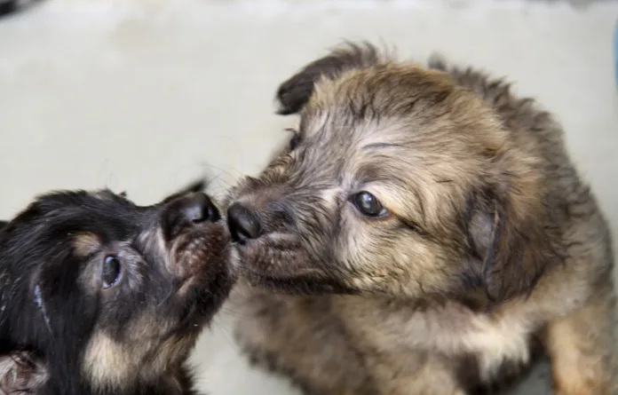 Câmara de Blumenau vai realizar audiência pública para debater causa animal na próxima quinta-feira (26)