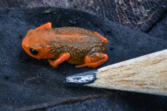 Sapinho-pingo-de-ouro é novo símbolo do município de Blumenau