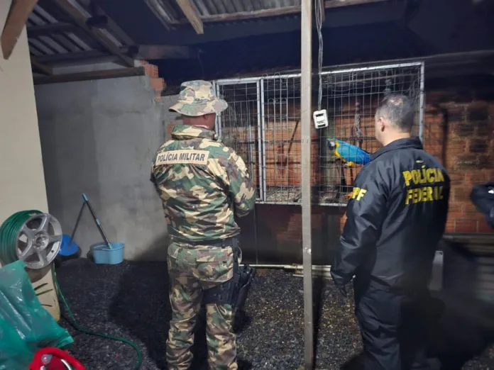 WhatsApp-Image-2025-06-23-at-08.40.58-2-1-1024x768 Polícias deflagram operação contra tráfico de aves silvestres
