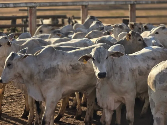 Frigoríficos interrompem compras de boi diante de possível tarifa de 50% imposta pelos EUA