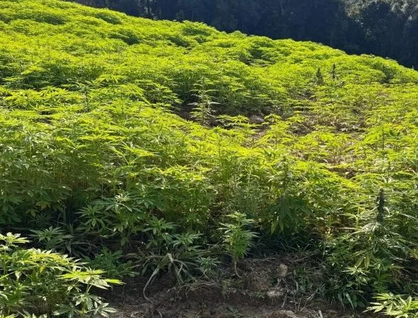 “Narcos” SC? Super plantação de maconha, com 138 mil pés, é descoberta no Alto Vale