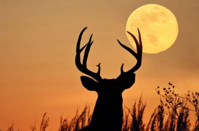 Prepare as câmeras: Superlua do Veado ilumina o céu nesta quinta-feira