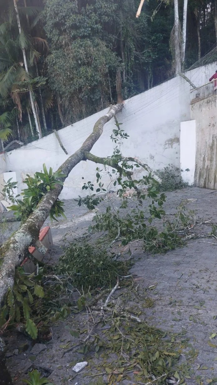 Bombeiros atendem ocorrências de queda de árvores em Blumenau após ventania