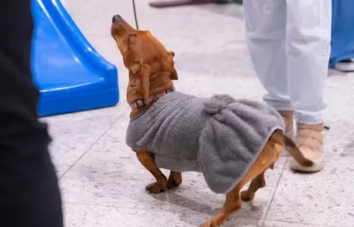 Encontro Pet de salsichinhas agita o Neumarkt Shopping