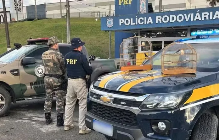 Homem é flagrado com pássaros silvestres em gaiolas durante fiscalização na BR-470 em Blumenau