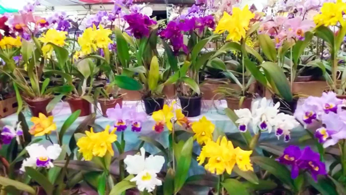 Timbó recebe a 39ª Exposição de Orquídeas e Plantas Ornamentais