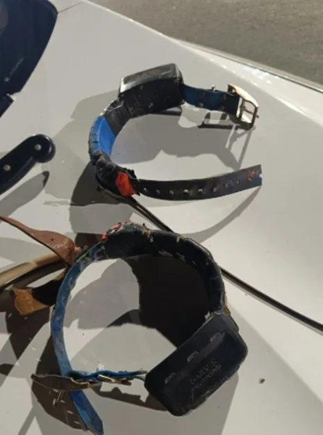 Homem é preso por caça ilegal e maus-tratos a animais