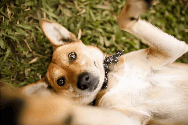 primeiro encontro de vira-latas de blumenau será em setembro no norte shopping