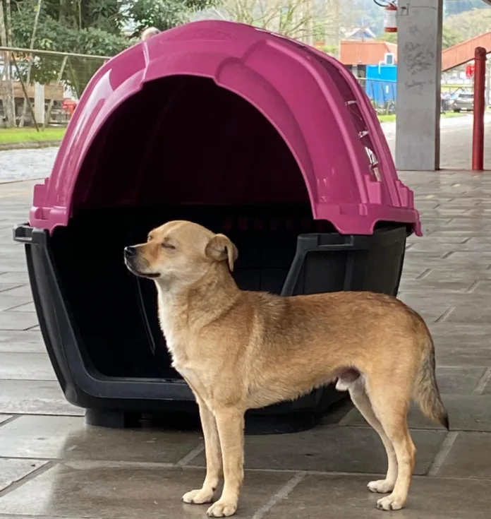 Blumenau lança projeto piloto com casinhas para cães comunitários em terminais urbanos