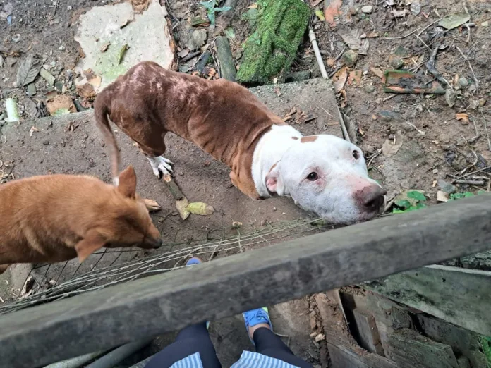 Polícia Civil prende duas pessoas por maus-tratos a animais no bairro Progresso, em Blumenau
