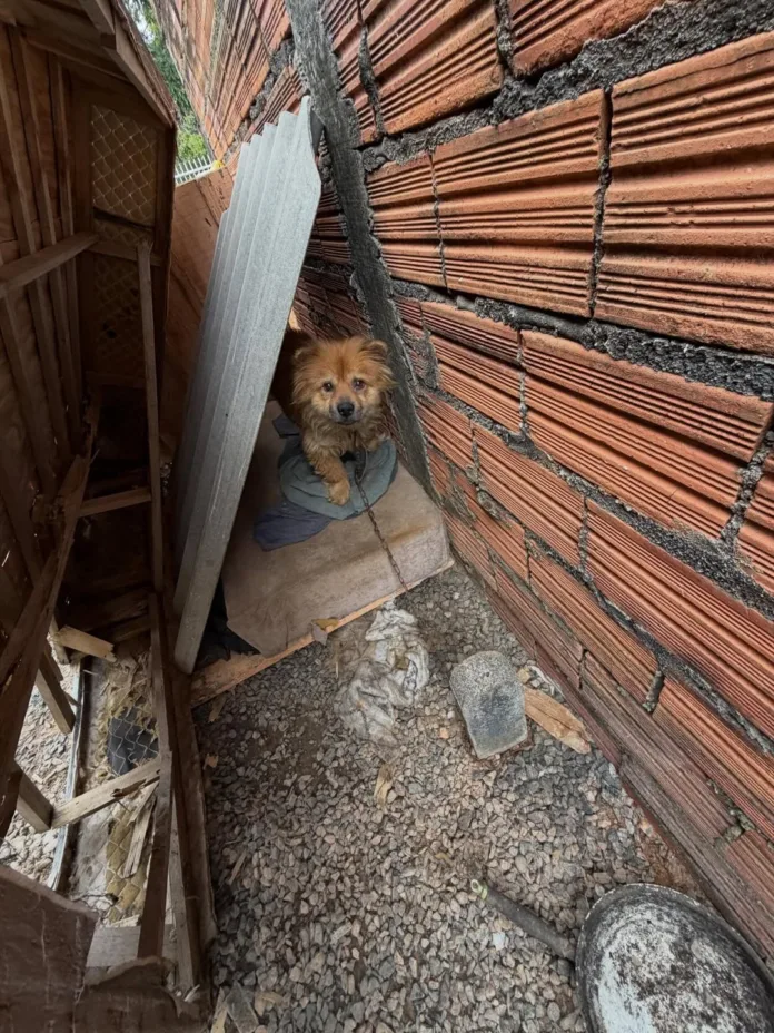 Polícia Civil resgata cão em situação de maus-tratos em Ascurra