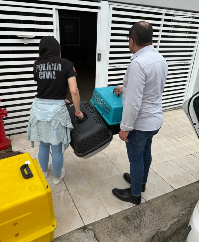 Homem é preso em Blumenau por maus-tratos e exploração de cães em canil clandestino