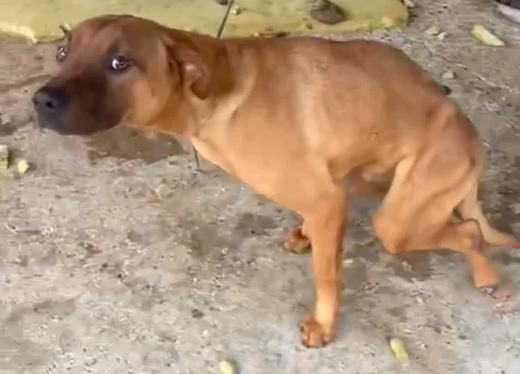 Prisão em flagrante: mulher de 30 anos é detida por maus-tratos a cachorro paraplégico em SC