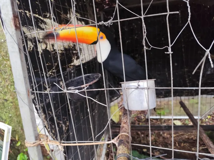 Operação Libertas prende suspeitos de crimes ambientais em sete cidades de SC Operação Libertas prende suspeitos de crimes ambientais em sete cidades de SC