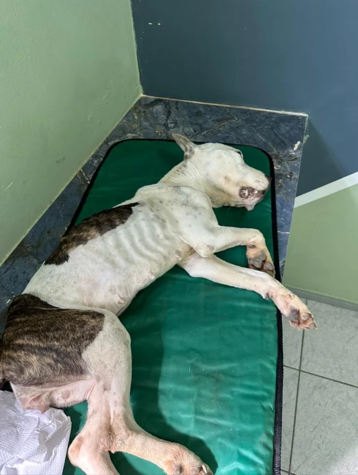 Polícia Civil prende homem por maus-tratos a animais em Brusque Polícia Civil prende homem por maus-tratos a animais em Brusque