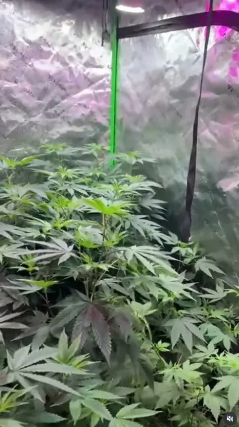 Operação investiga fraude de R$ 160 mil em cartões de crédito e descobre plantação de maconha