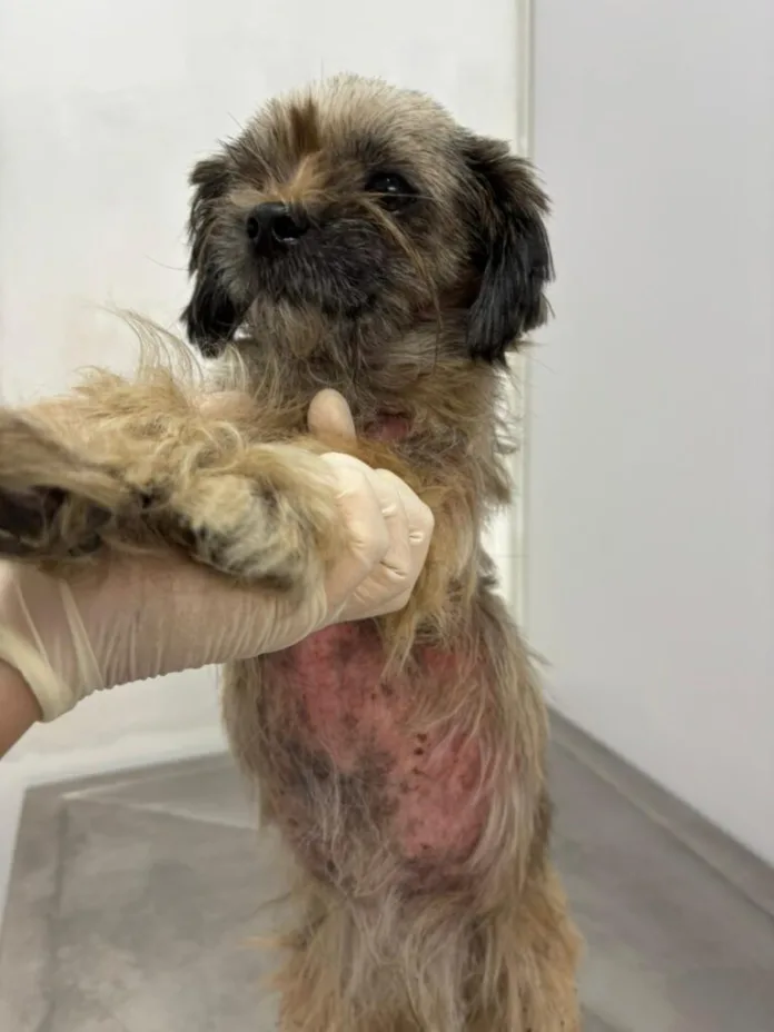 Polícia Civil prende em flagrante homem por maus-tratos contra cão