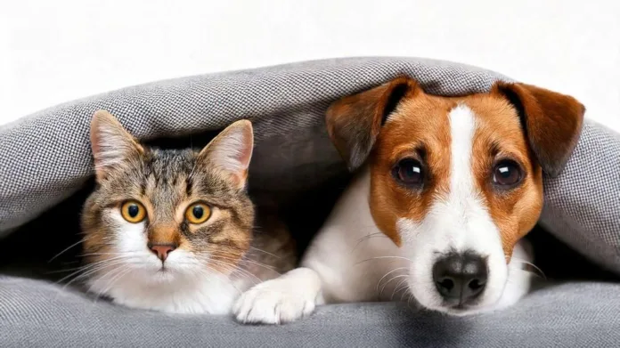 Indaial promove mutirão de castração para cães e gatos com vagas limitadas