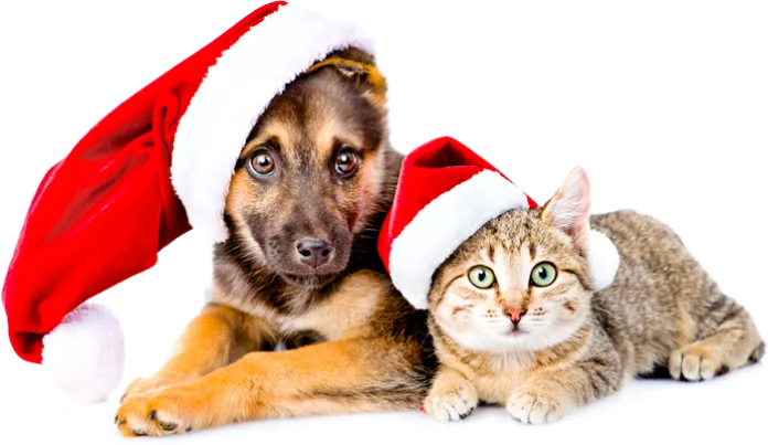 Natal com pets: cuidado que também celebra o amor