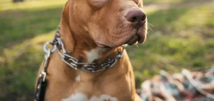 Pit bull ataca policial durante atendimento a briga entre mãe e filha