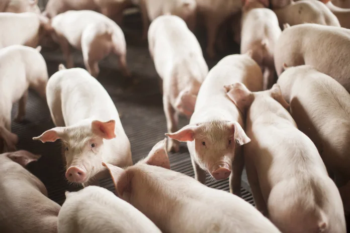 Santa Catarina amplia laços comerciais com a Argentina com crescimento de 25% nas exportações