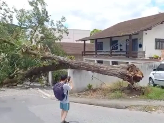 Ventania arranca árvore de cerca de 20 metros em Blumenau