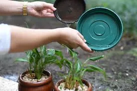 Pequenos cuidados fazem a diferença no combate à dengue