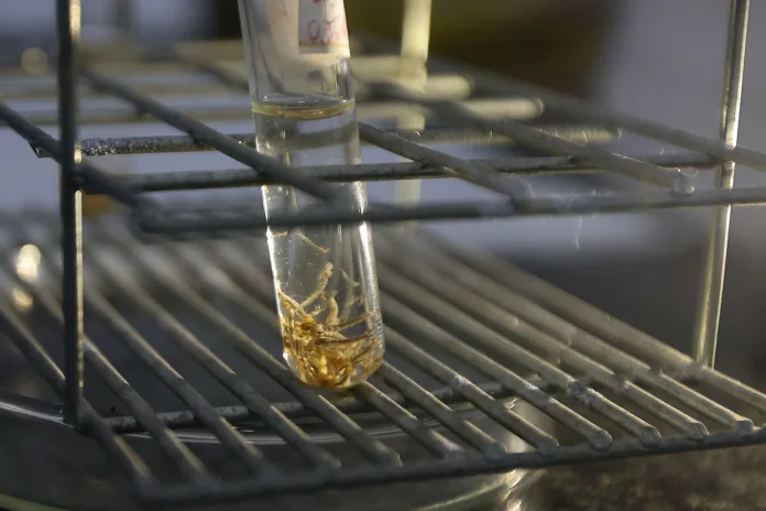 Dengue SC com os dias quentes e úmidos, Secretaria da Saúde reforça a necessidade das medidas de prevenção contra a doença