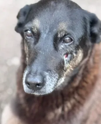 Polícia Civil cumpre mandados em investigação de maus-tratos contra o cão Orelha