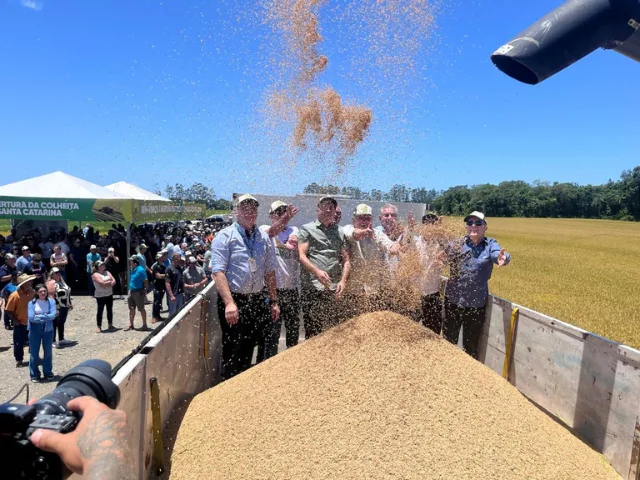 Santa Catarina abre colheita do arroz com expectativa de safra de 1,2 mi tonelada