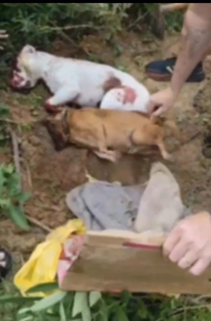 Justiça decreta prisão preventiva de suspeitos por maus-tratos e morte de cães em Timbó e Rio dos Cedros