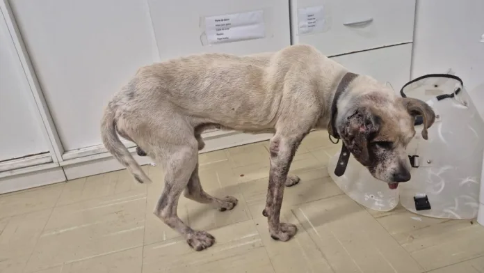 Polícia Civil realiza duas operações contra maus-tratos a animais em Blumenau