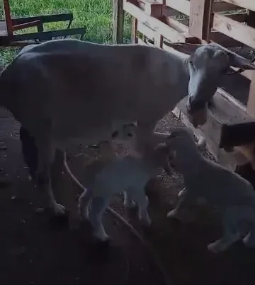 Cabrita dá à luz a três filhotes em propriedade de Timbó