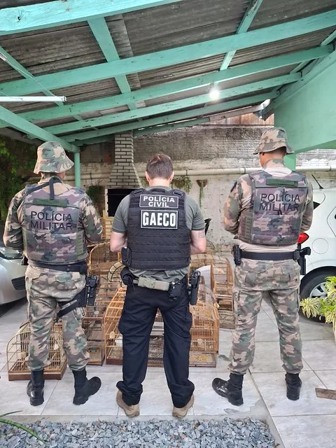 Operação Aruana: GAECO cumpre mandados em estados como SP, PR, RS e em cidades do Vale do Itajaí contra tráfico de animais