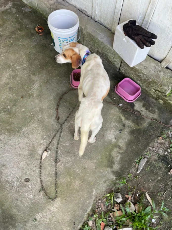 Maus-tratos a animais: dois homens são presos em flagrante em Blumenau após fiscalização encontrar cães desnutridos e papagaio irregular