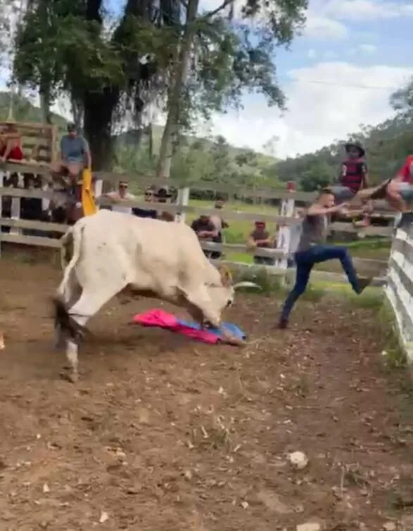 Polícia Civil de SC indicia 40 por Farra do Boi em operação inédita contra maus-tratos e associação criminosa