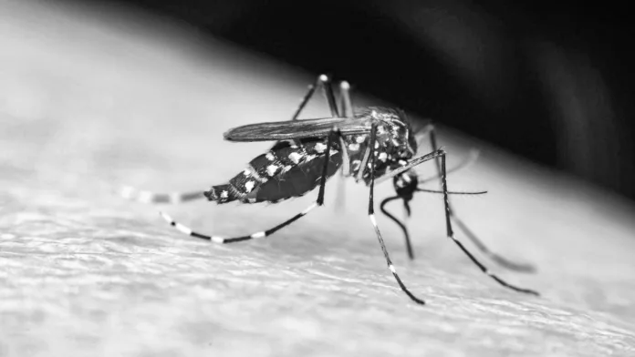 Indaial reforça combate à dengue e chama população à prevenção