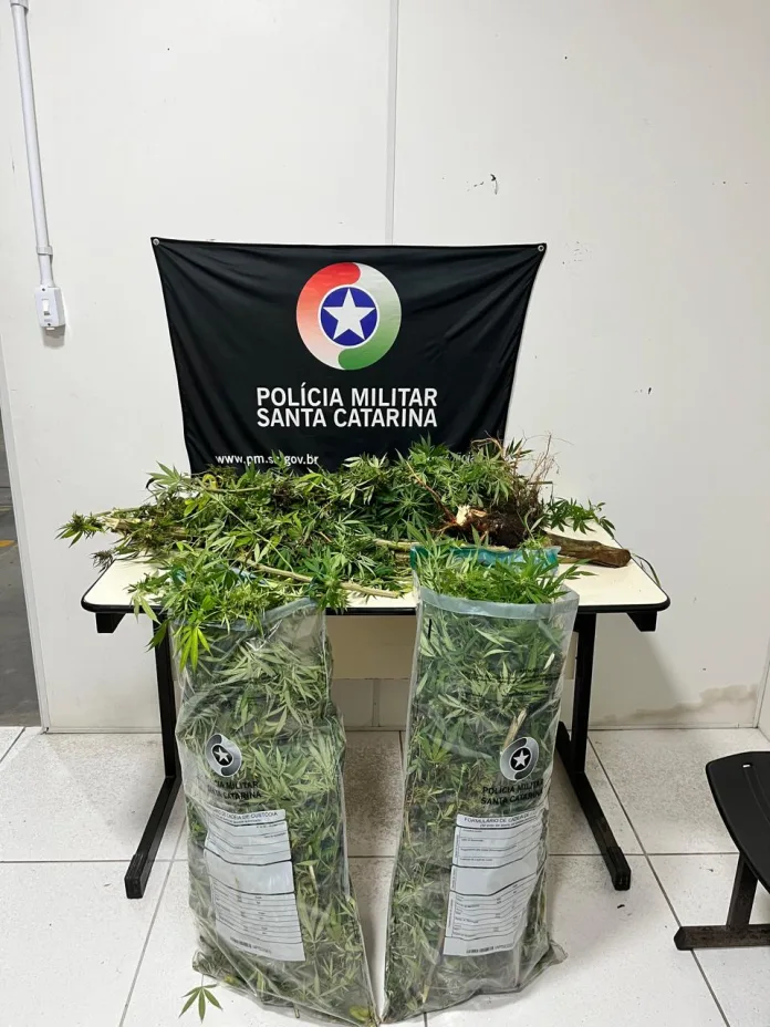 Adolescente é apreendido por tráfico após PM encontrar pés de maconha em quintal de casa