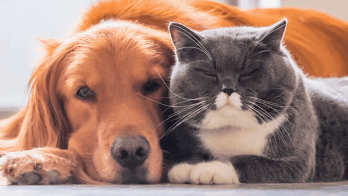 Indaial abre inscrições para mutirão de castração de cães e gatos com vagas limitadas até 11 de junho