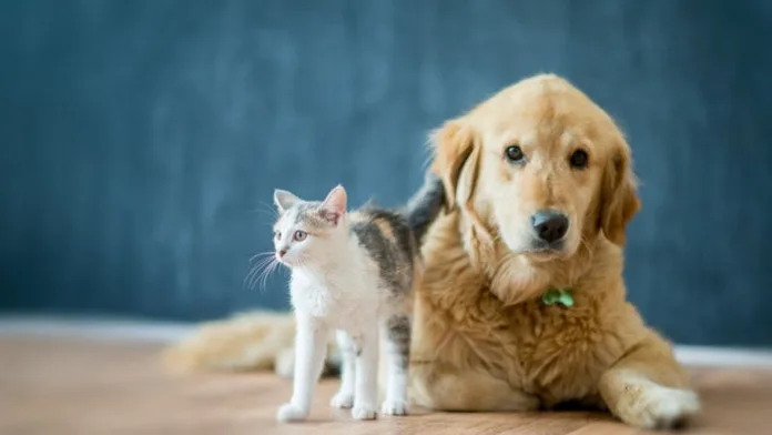 Timbó abre inscrições para castrações e microchipagens gratuitas pelo programa Pet Levado a Sério
