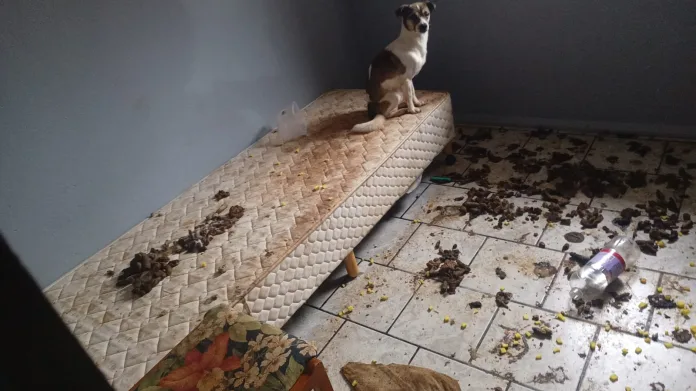 Polícia Militar atende ocorrência de abandono de incapaz e encontra animais em situação de maus-tratos em Indaial