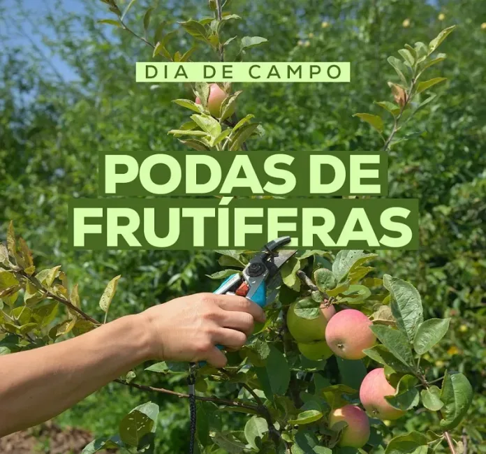 Dia de Campo sobre poda de frutíferas será realizado em Indaial nesta sexta-feira (26)