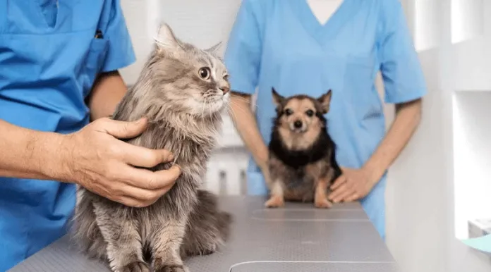 Indaial realiza 2ª edição de castração gratuita com microchipagem para cães e gatos